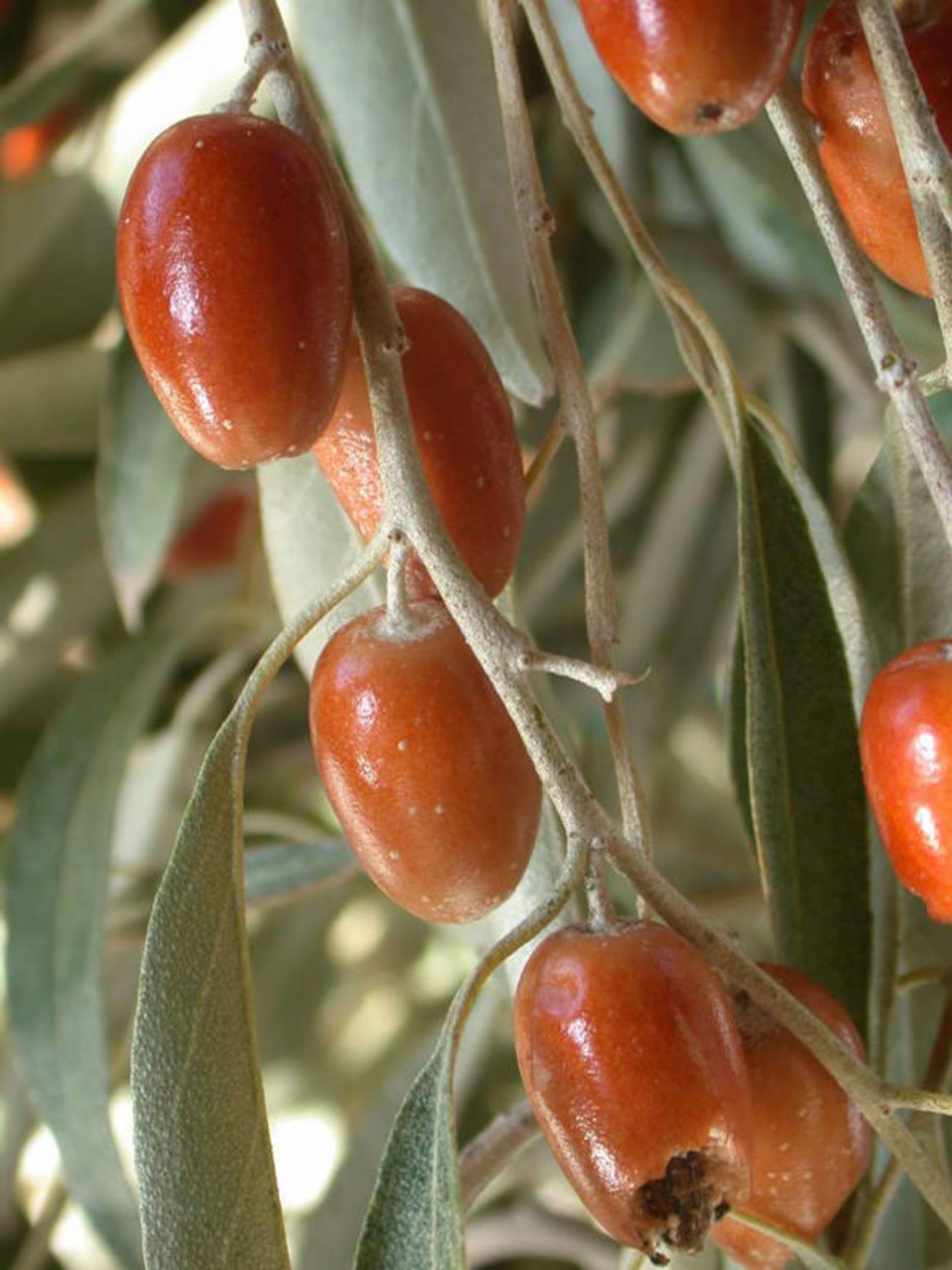 گیاهان دارویی استان مرکزی