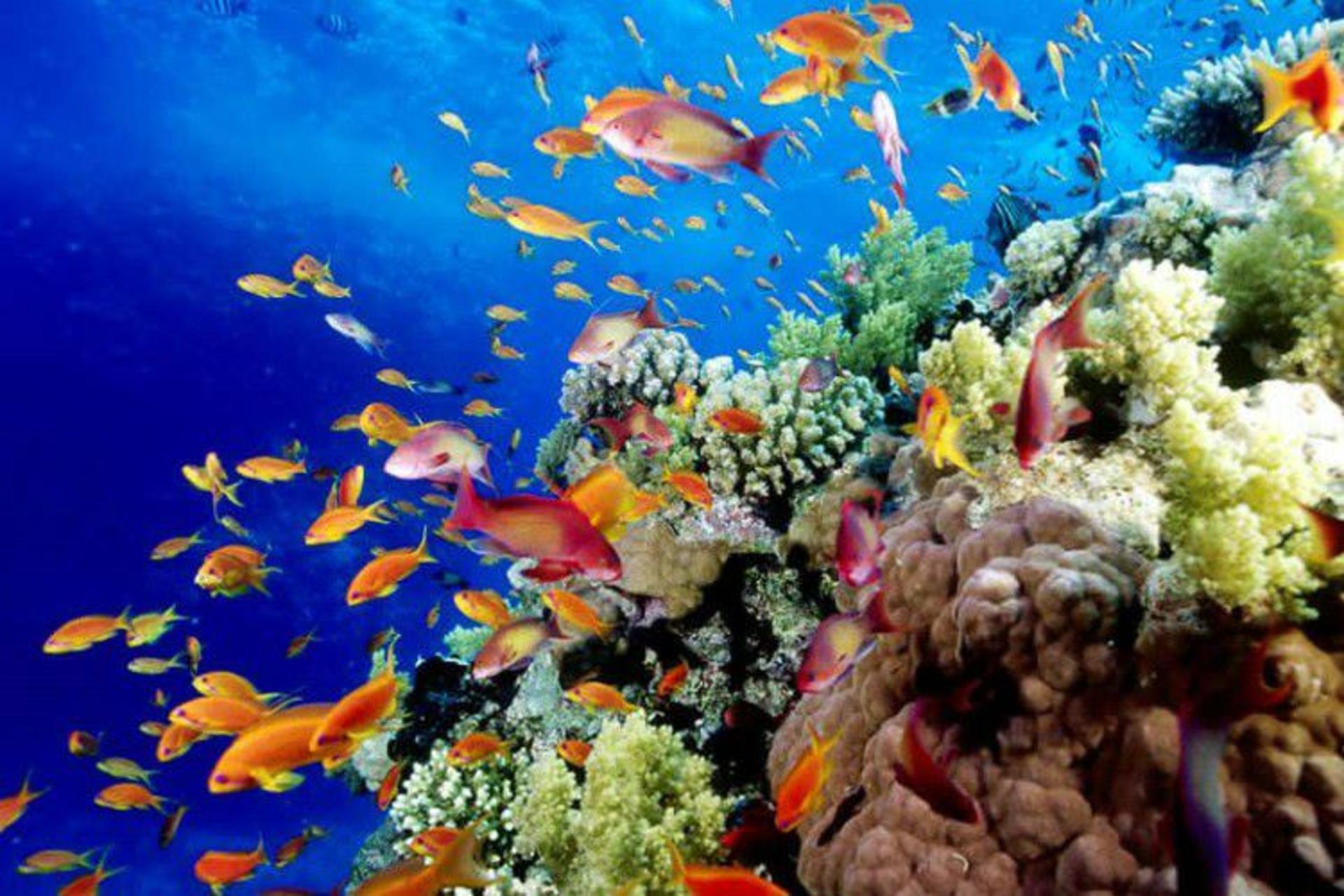 دیواره بزرگ مرجانی