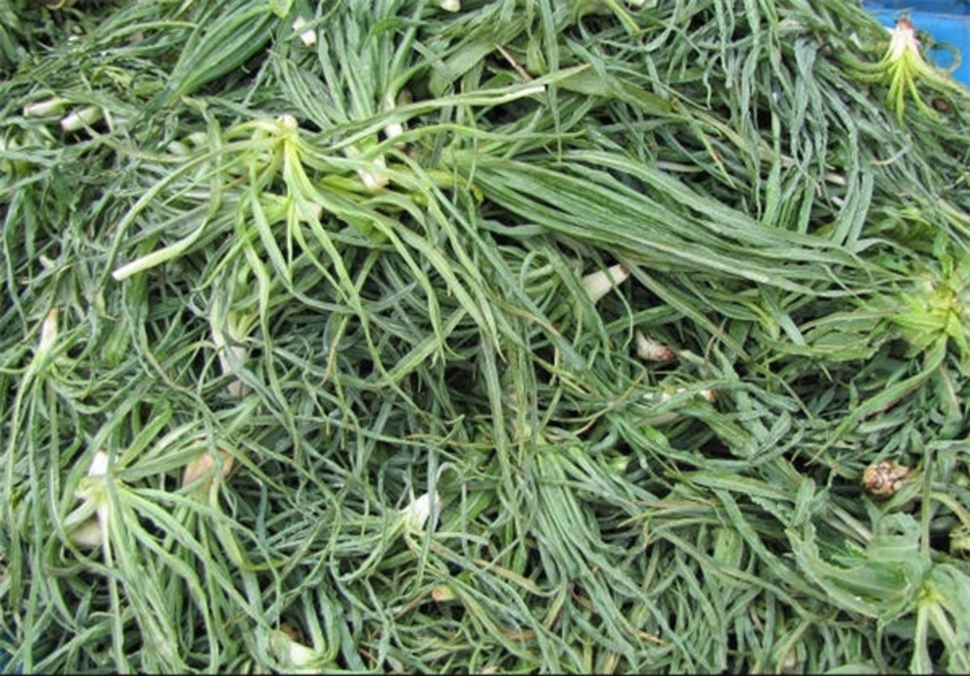 گیاهان دارویی استان مرکزی