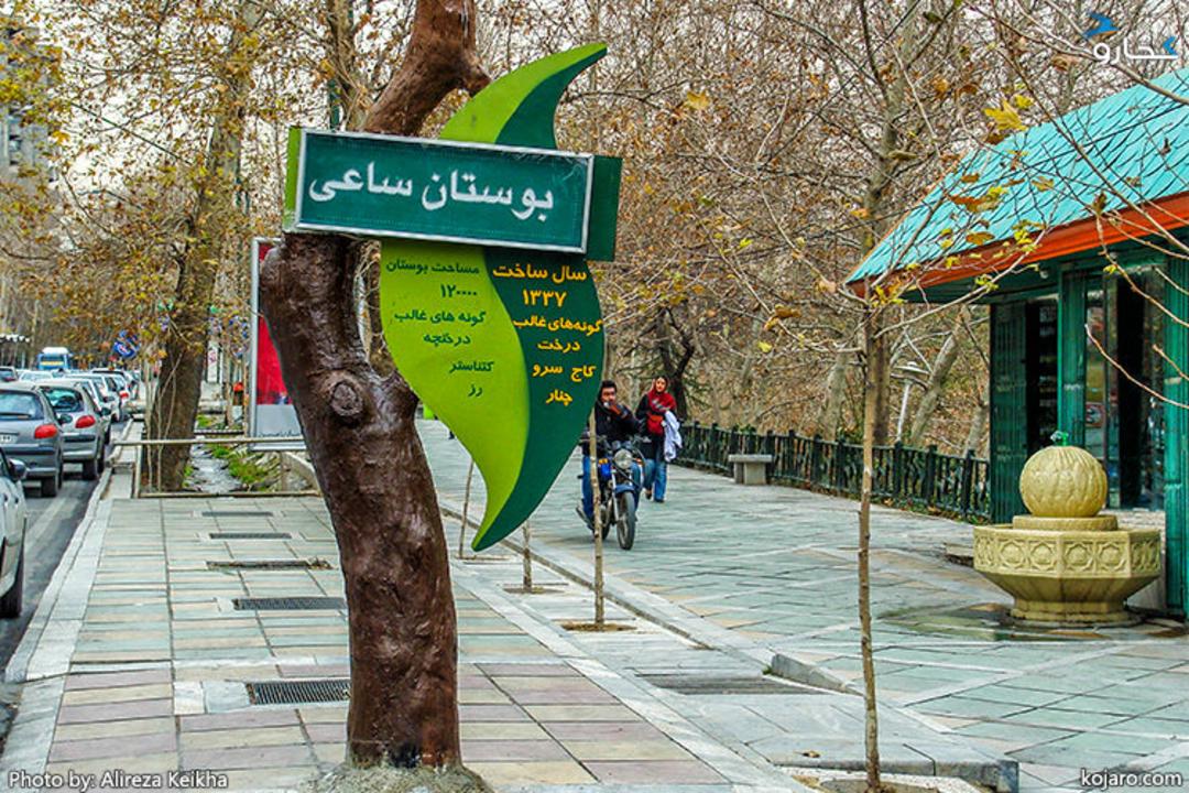 چنارهای خیابان ولیعصر