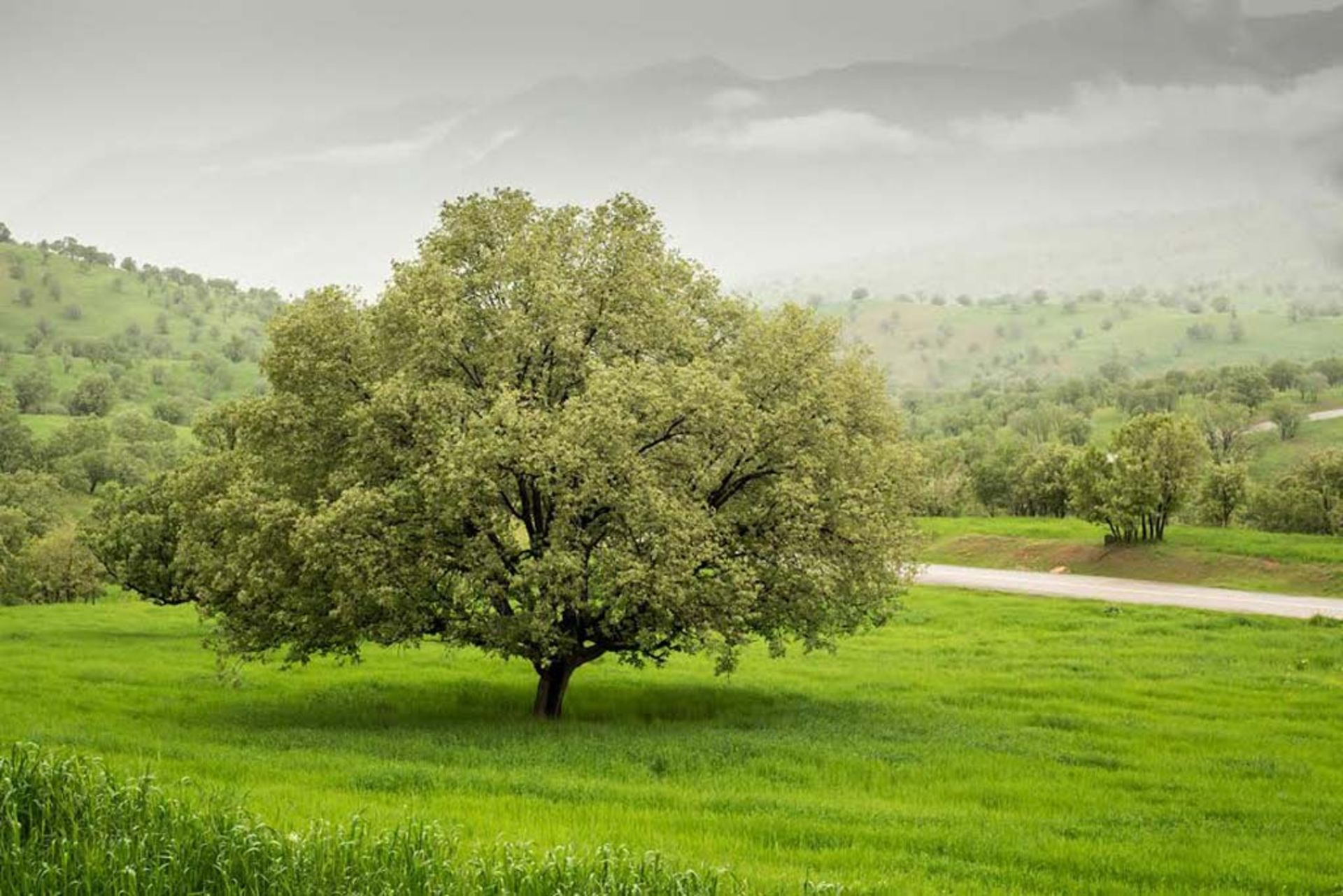 عکاسباشی