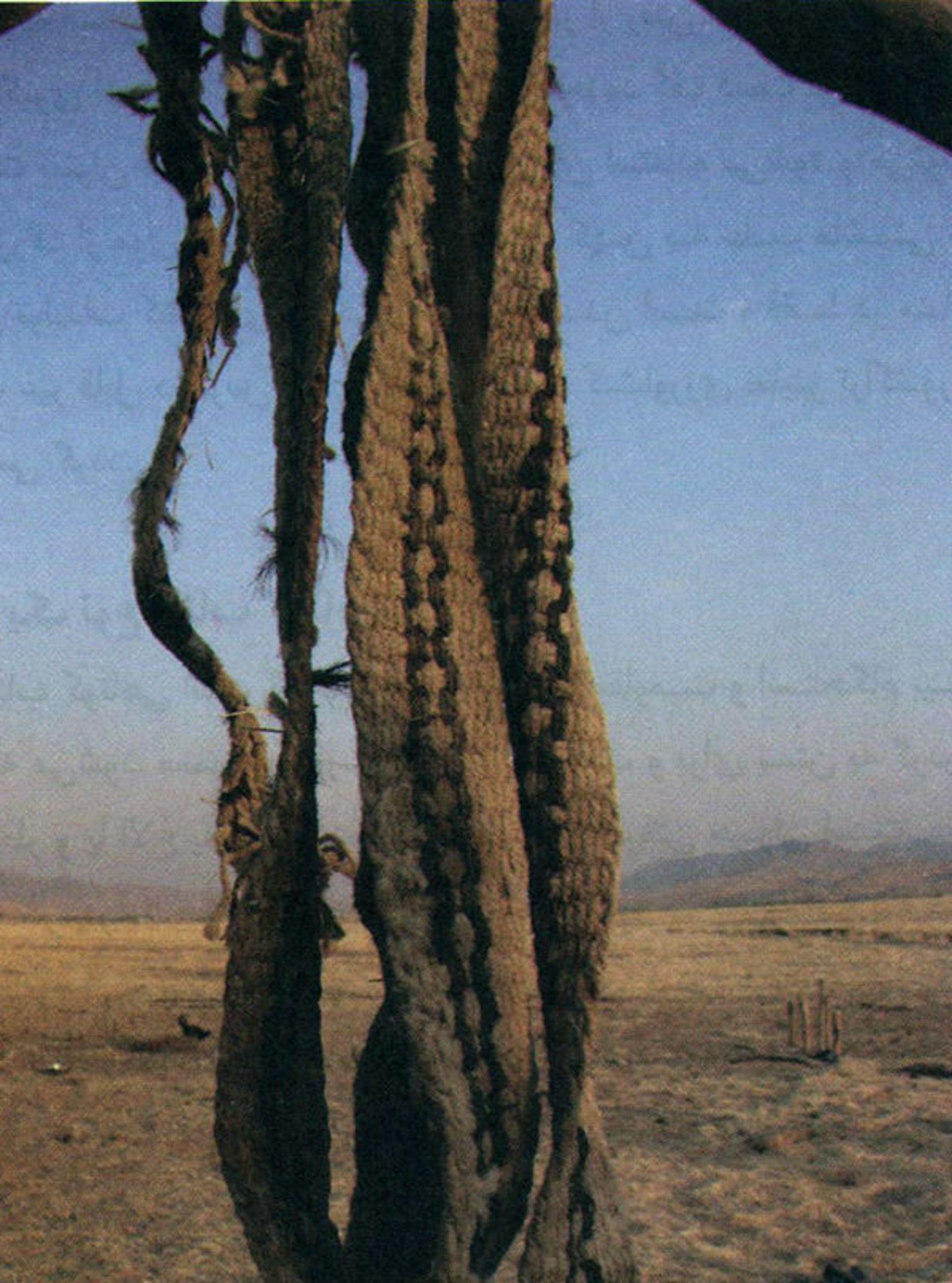 کش