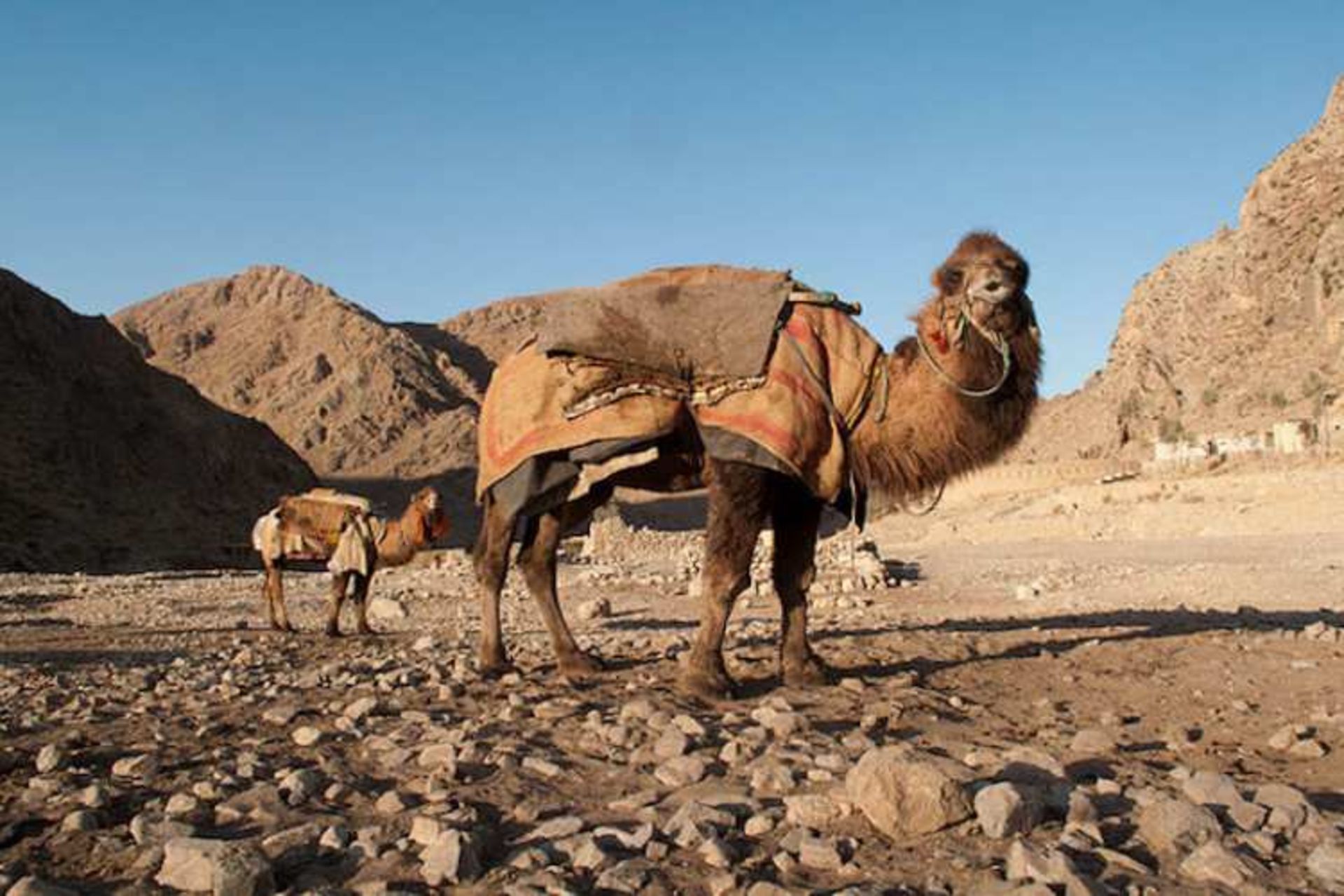 شتر یک کوهانه و بزها