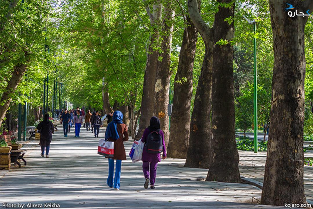 چنارهای خیابان ولیعصر