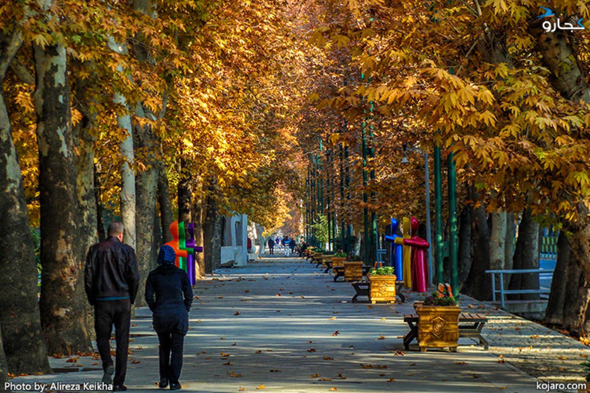 چنارهای خیابان ولیعصر