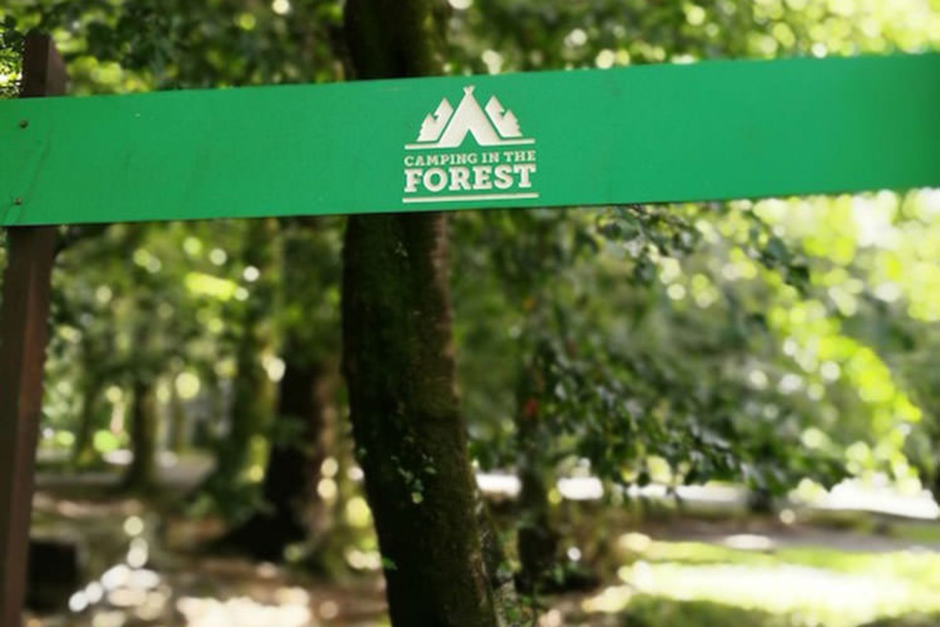 Camping in the Forest