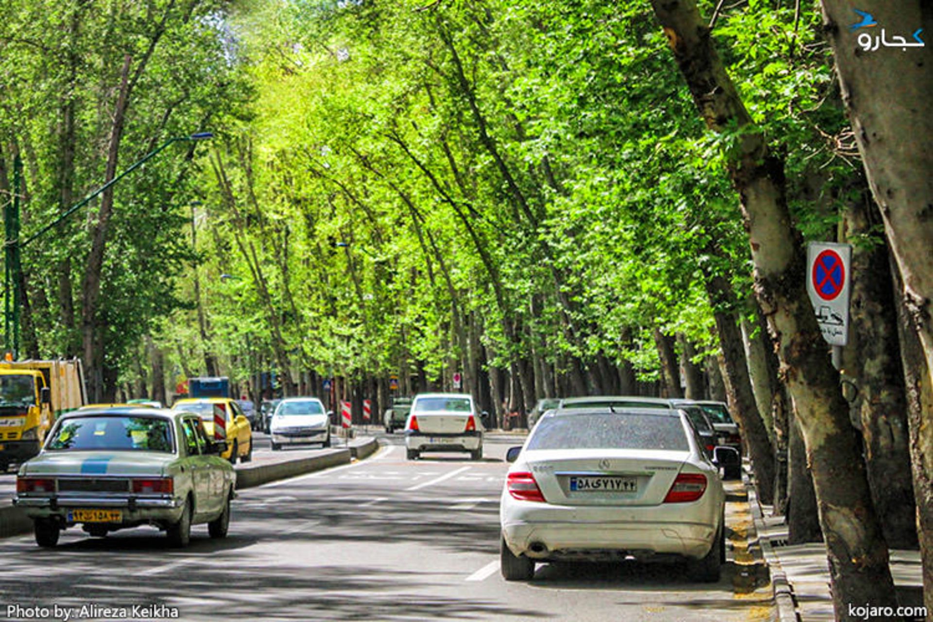 چنارهای خیابان ولیعصر