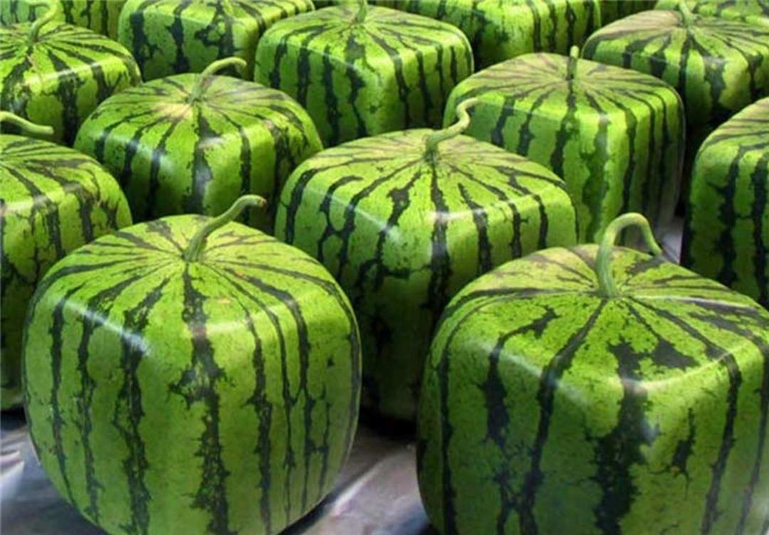 هندوانه مربع ژاپنی