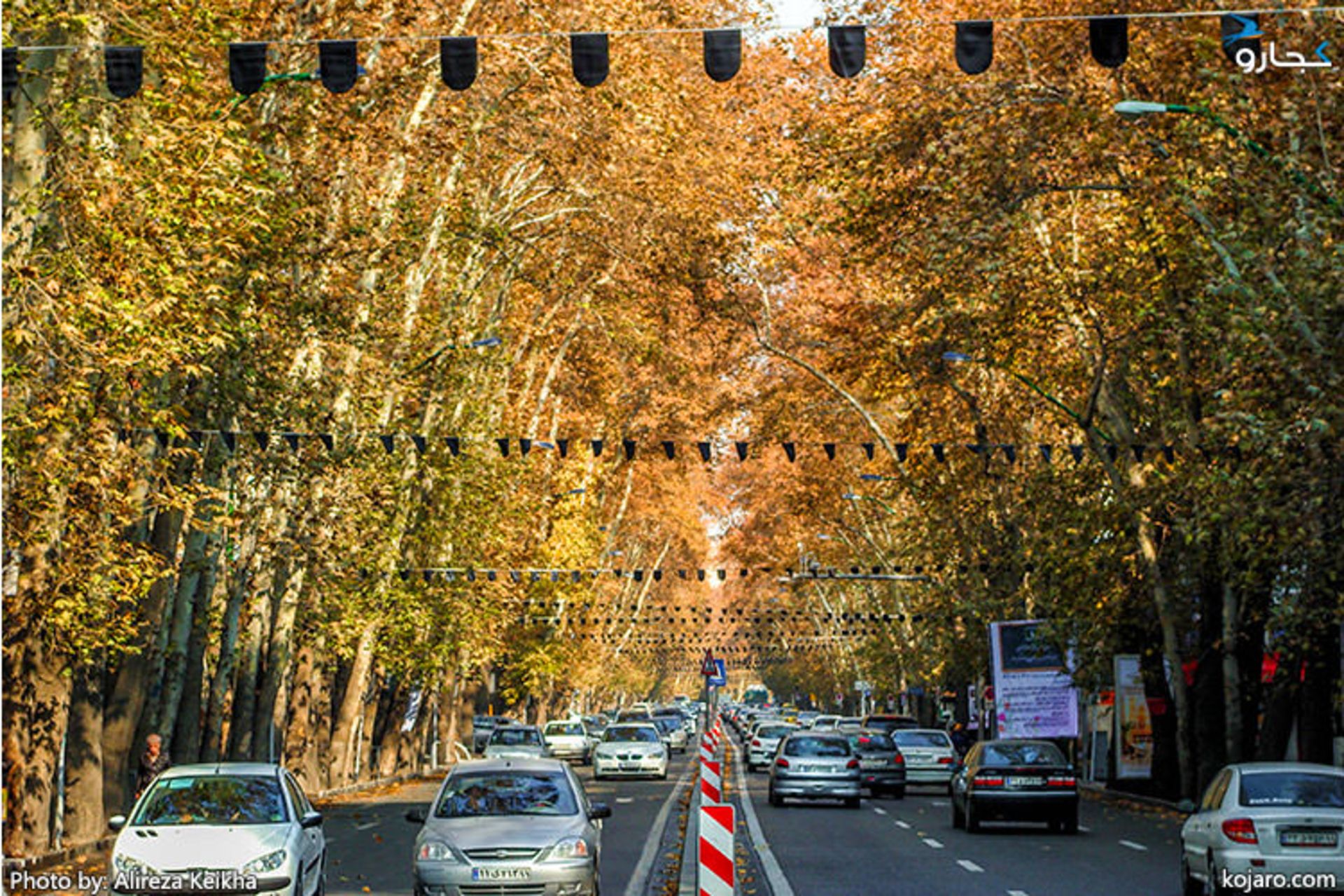 چنارهای خیابان ولیعصر