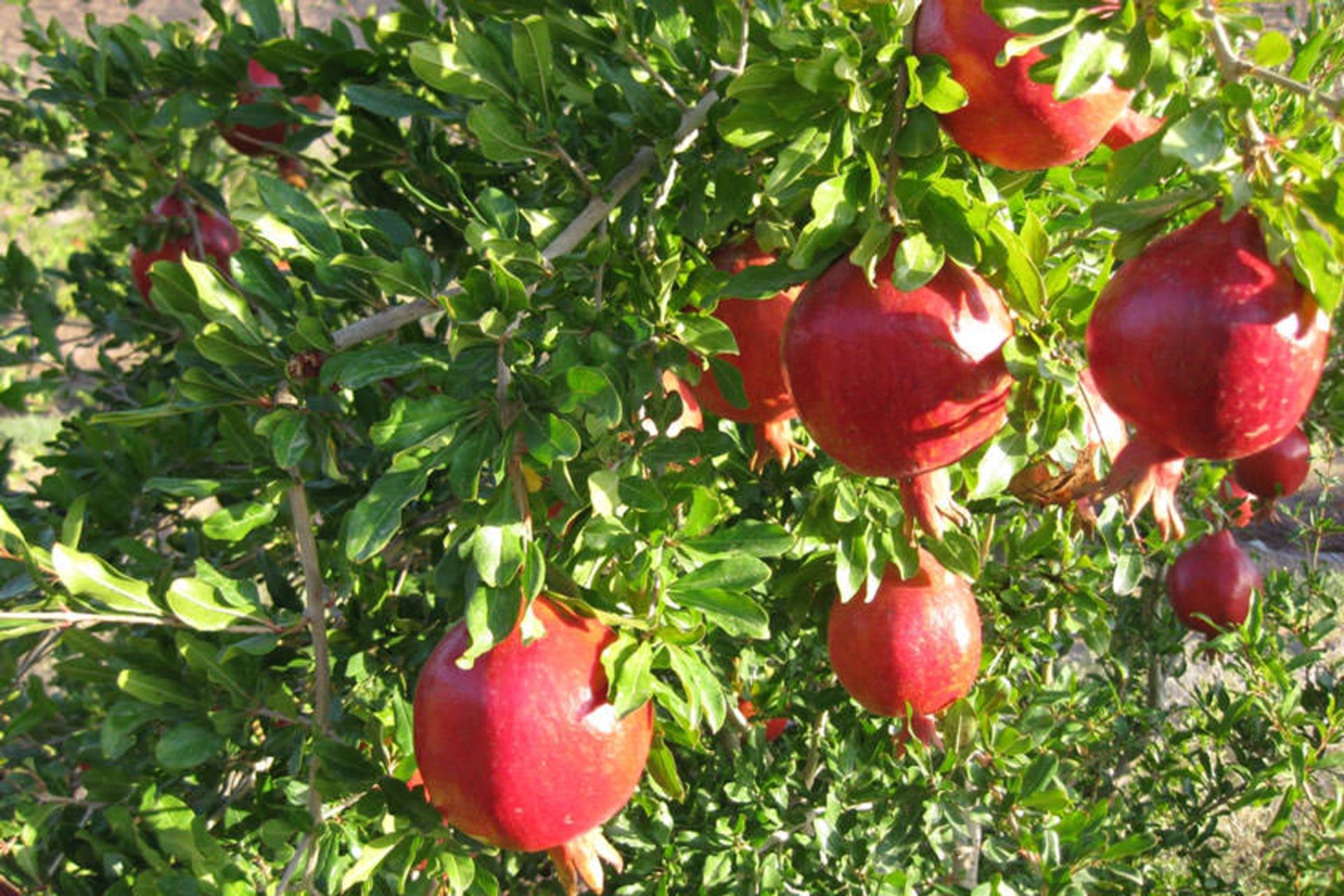 فارس