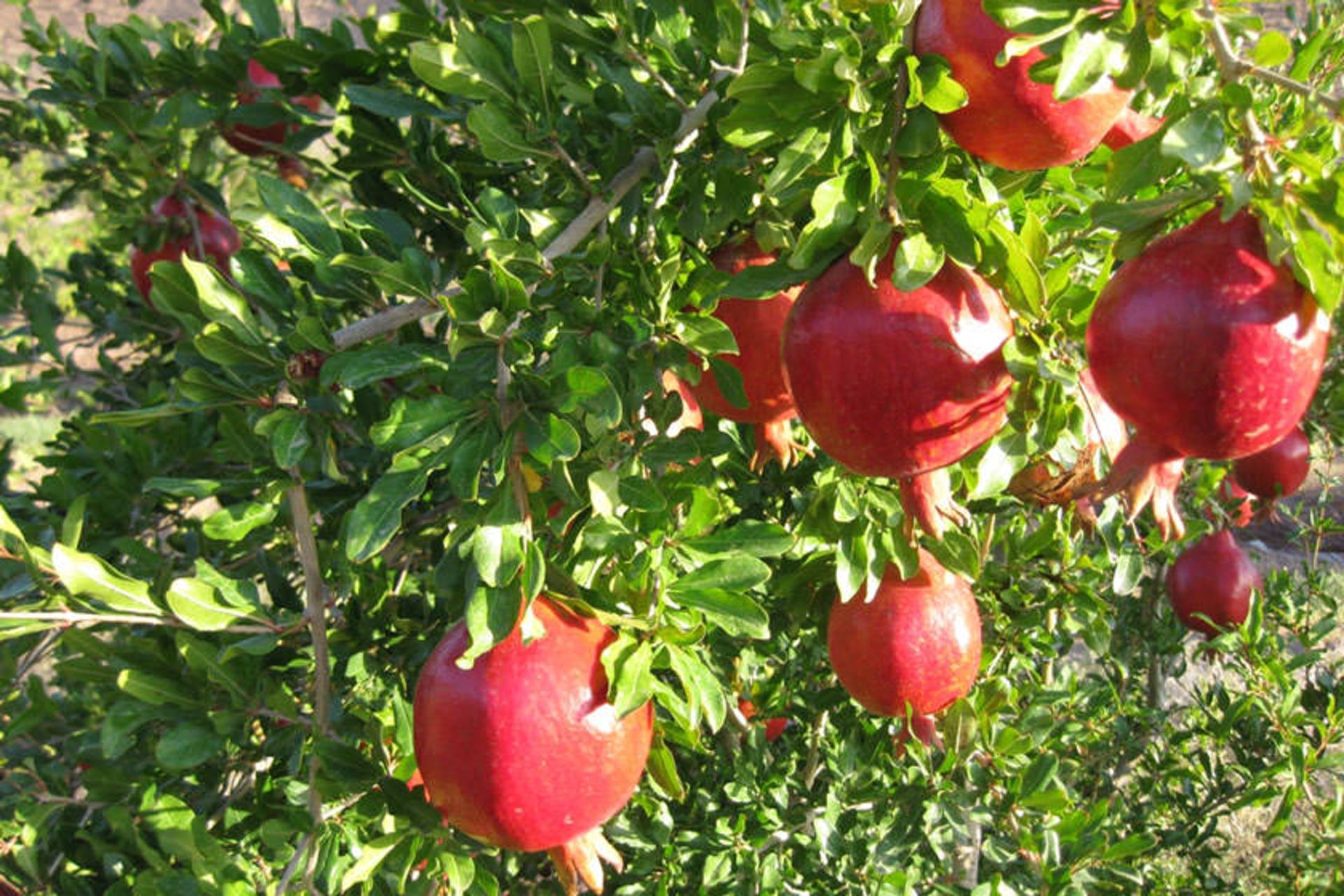 فارس