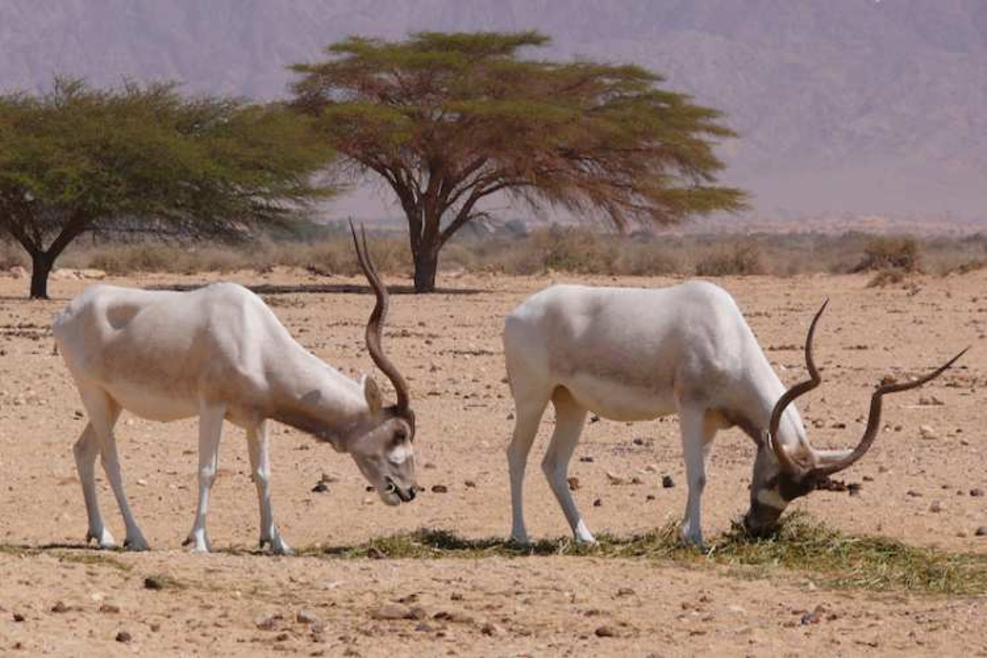بز کوهی آداکس