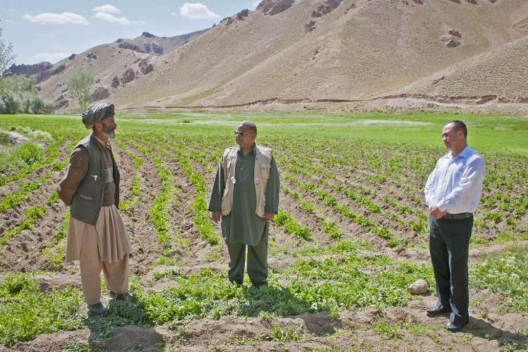 کشاورزی