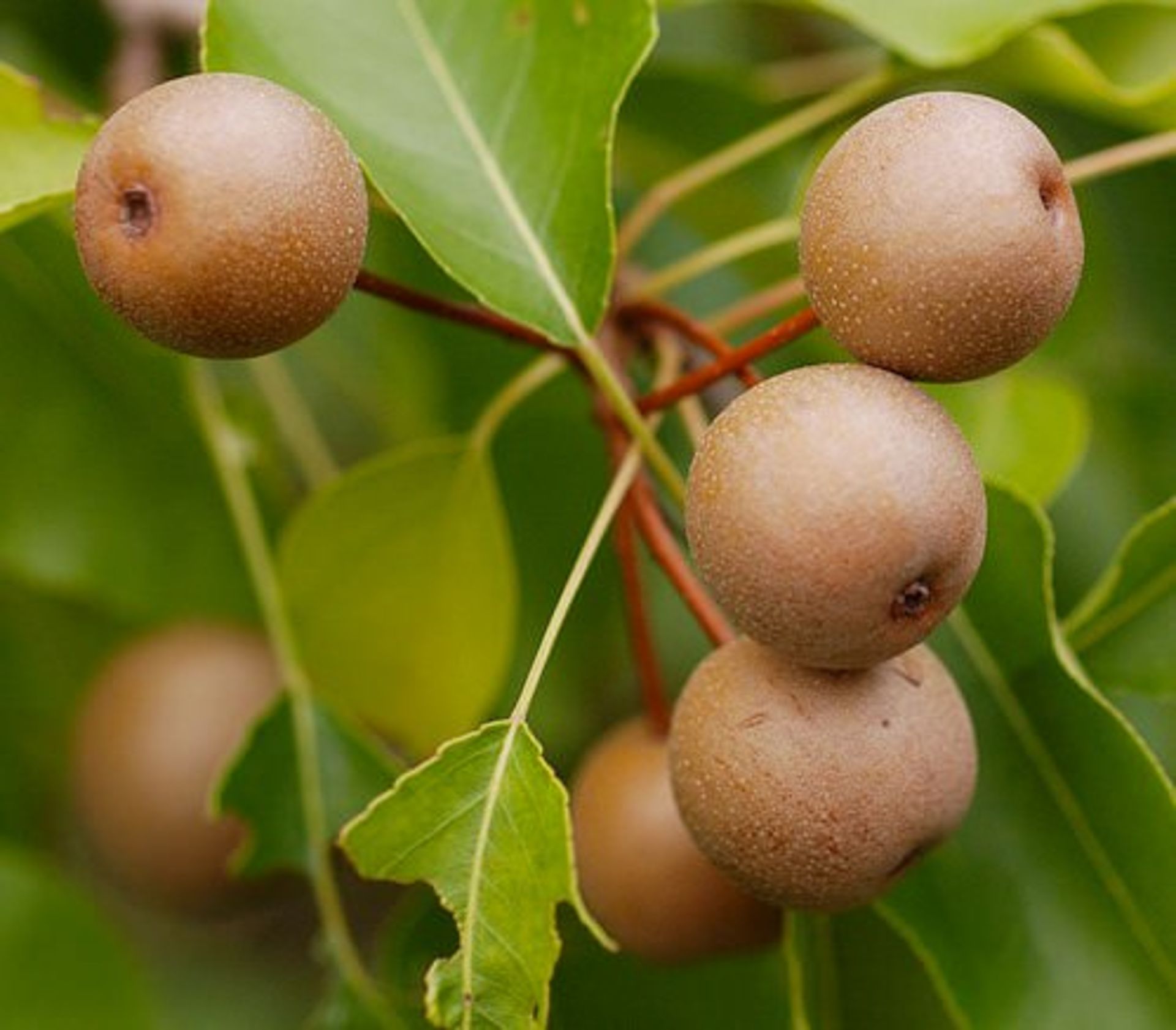گلابی وحشی