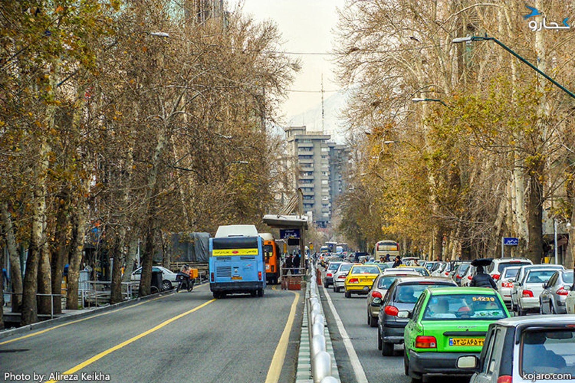 چنارهای خیابان ولیعصر