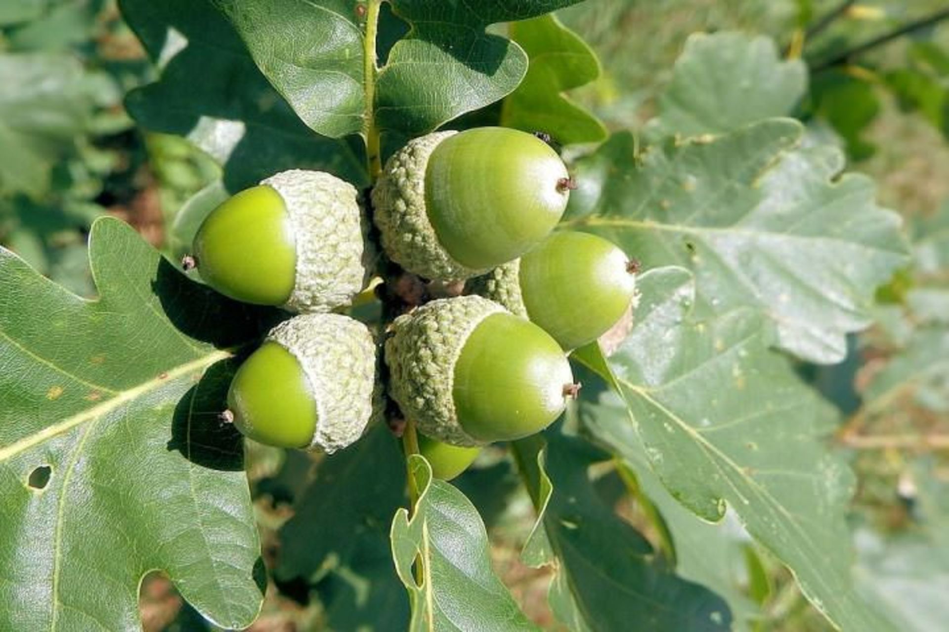 بلوط