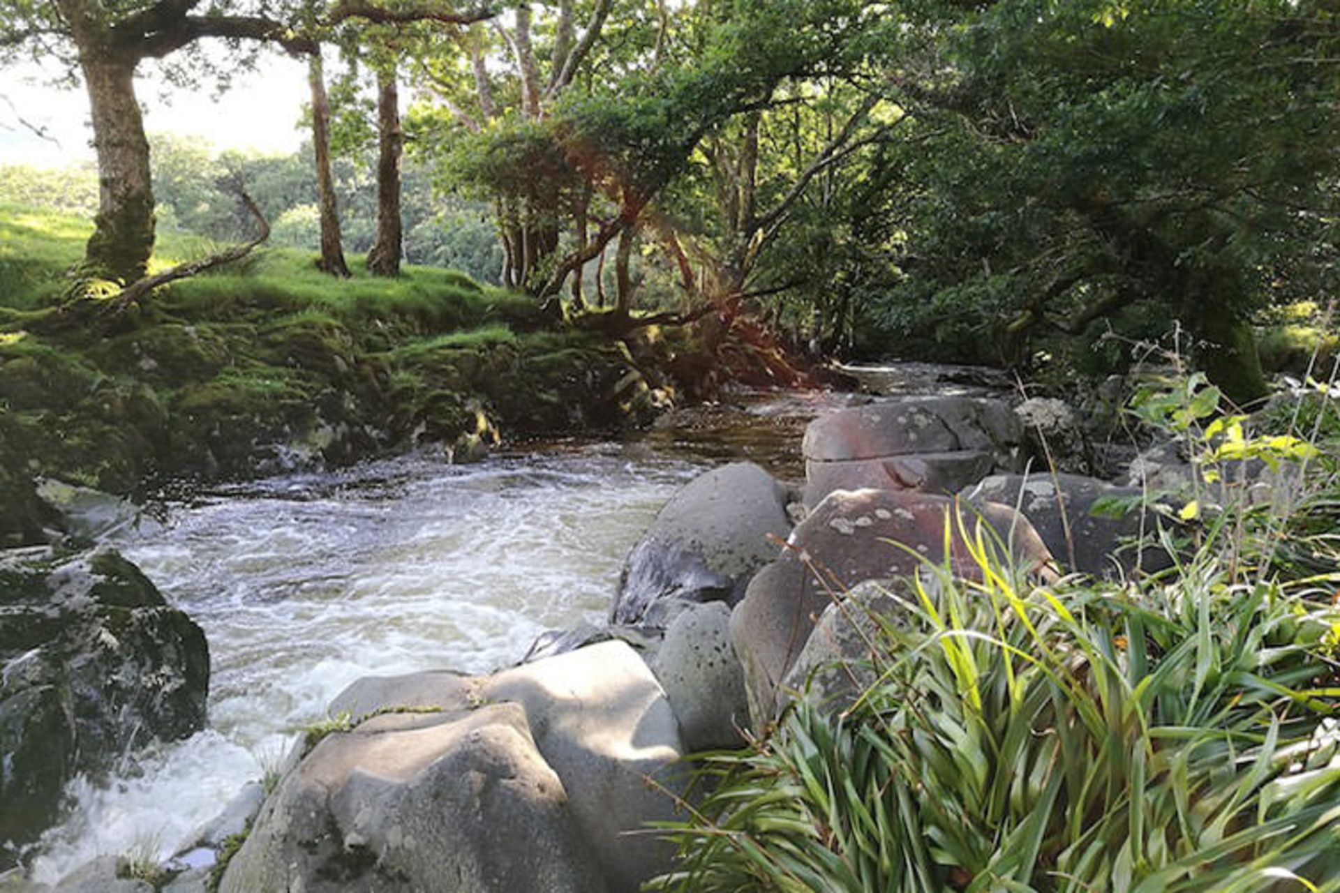 Camping in the Forest