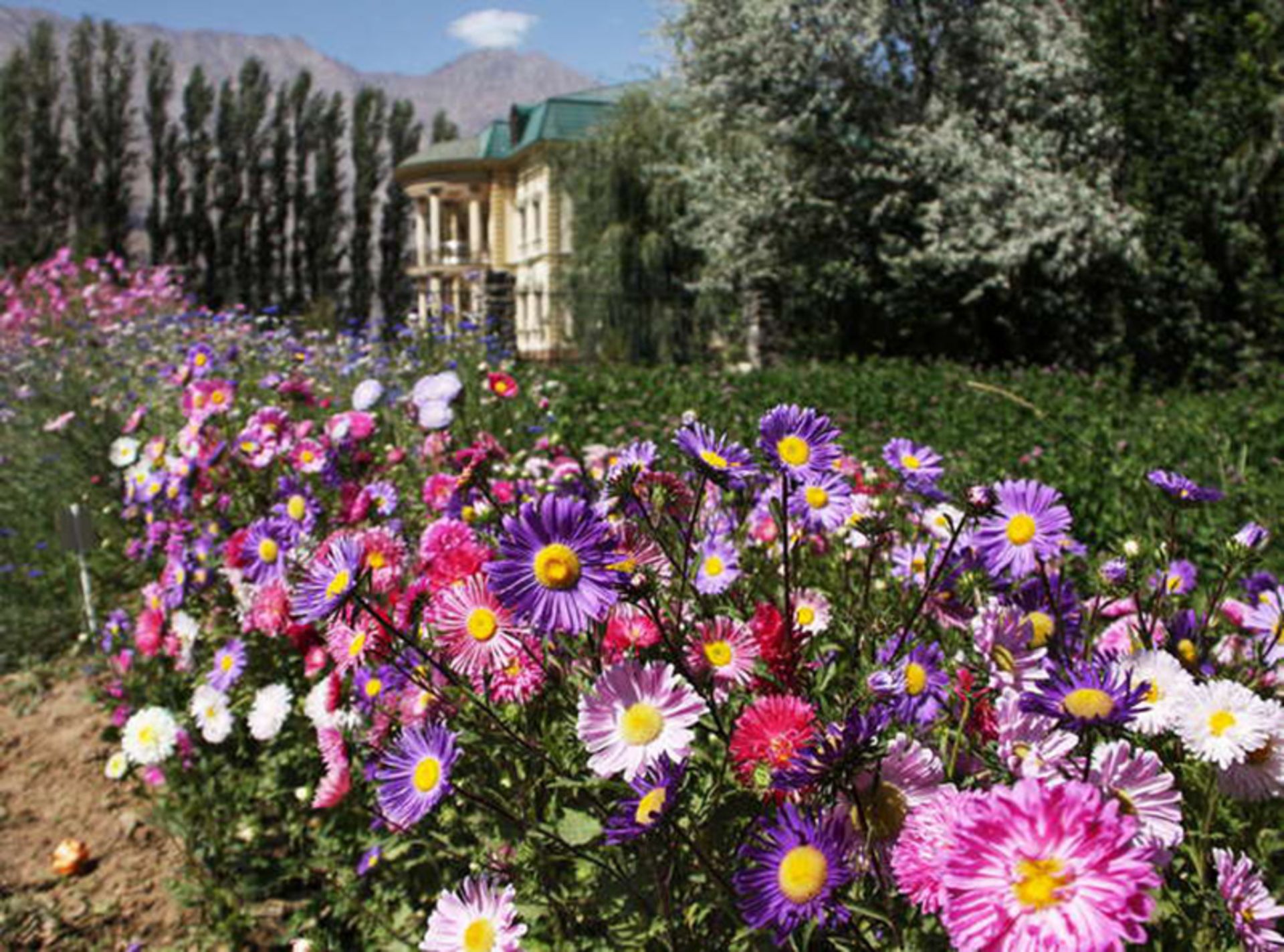 گل های باغ گیاه شناسی پامیر تاجیکستان