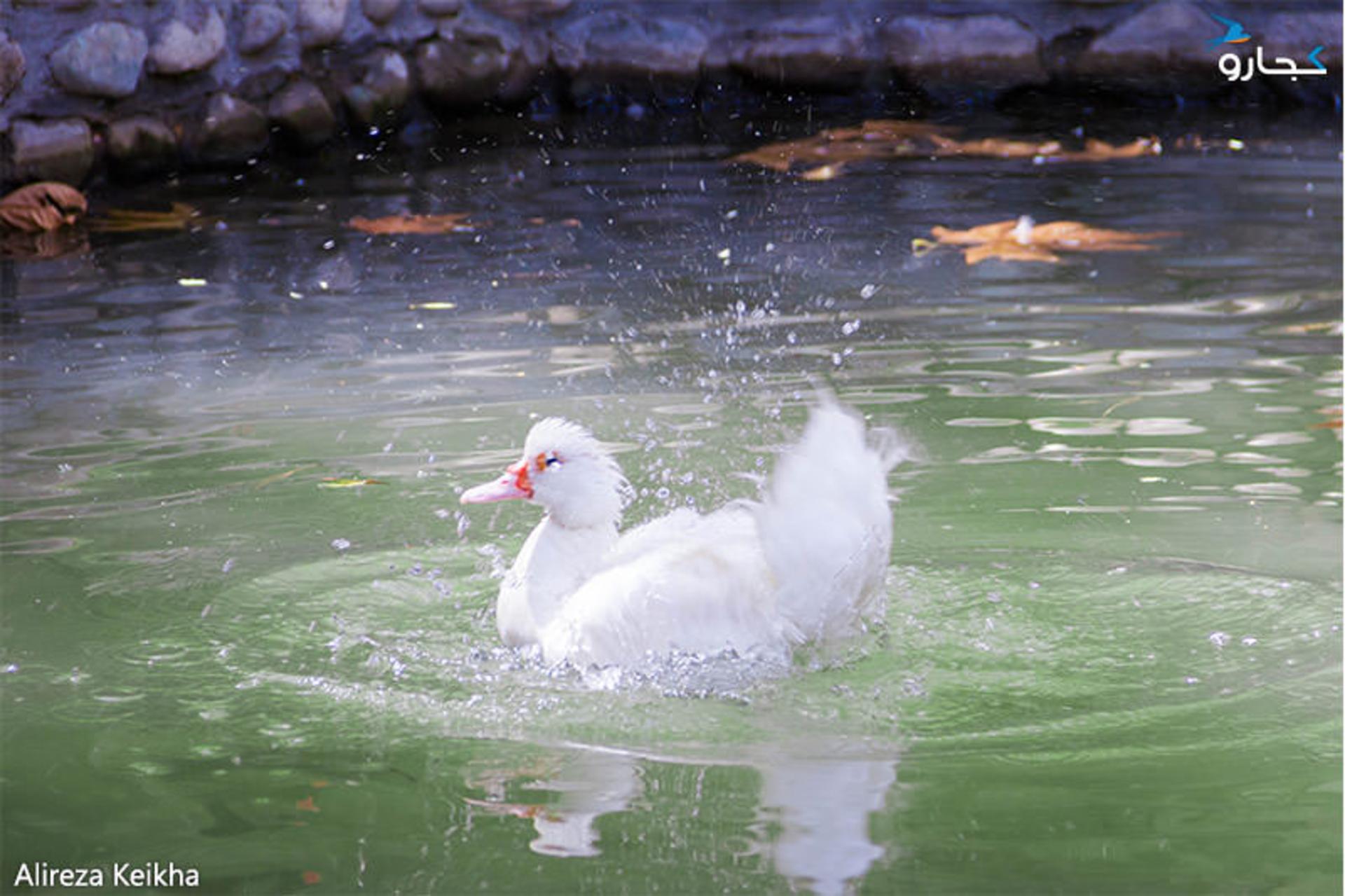 باغ پرندگان پارک ساعی