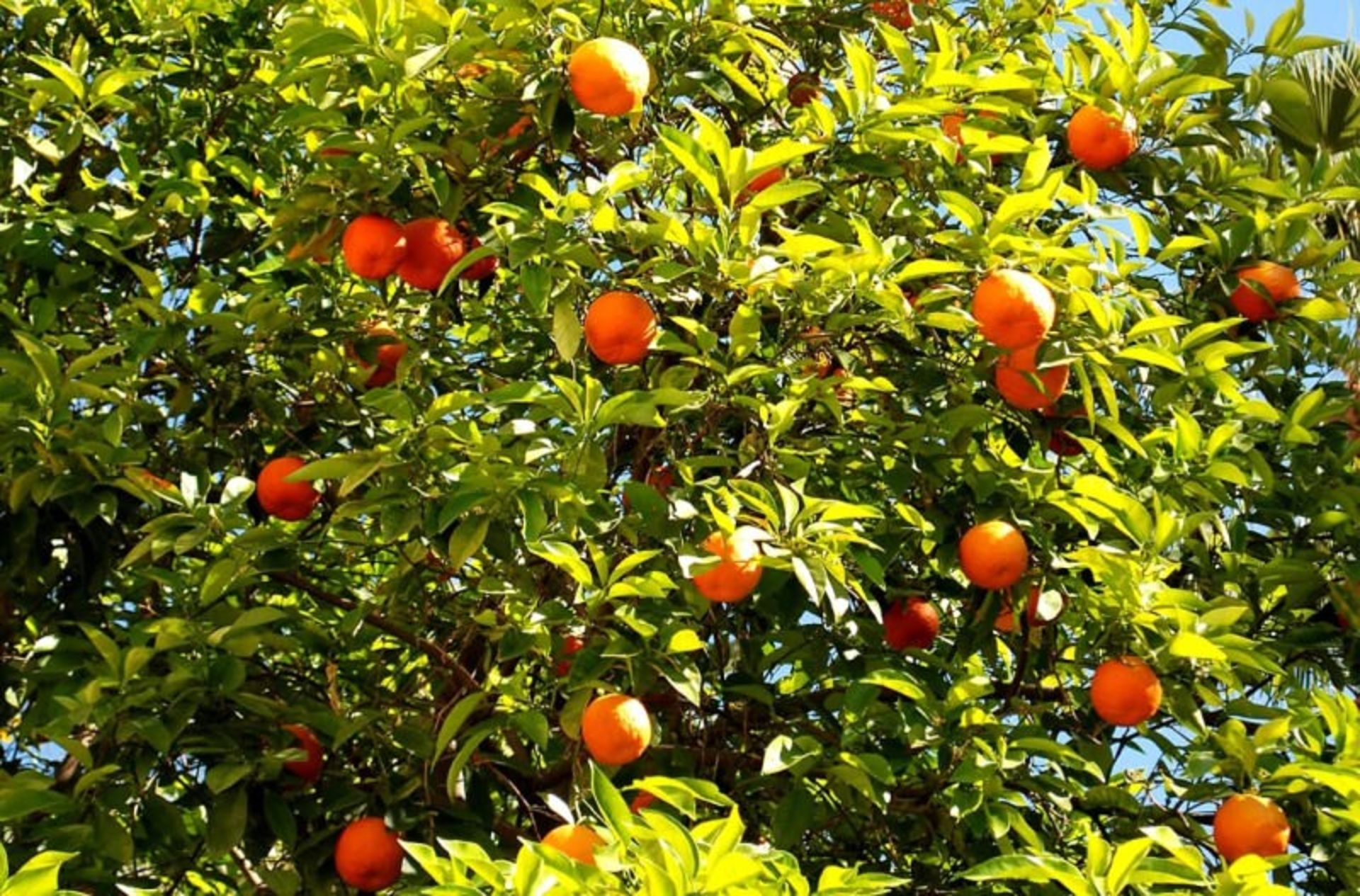 میوه‌ی خود را دست‌چین کنید، آیداهو