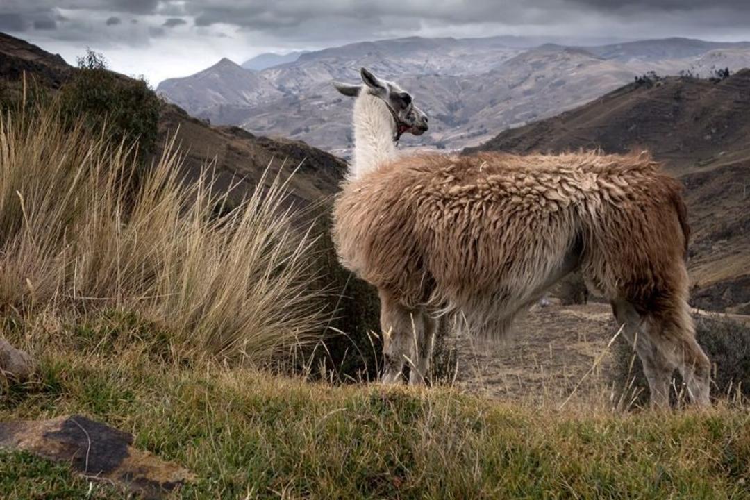 لاما