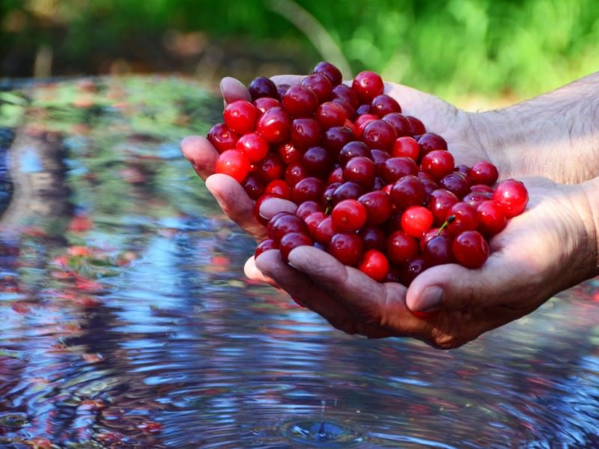 گیلاس، میشیگان