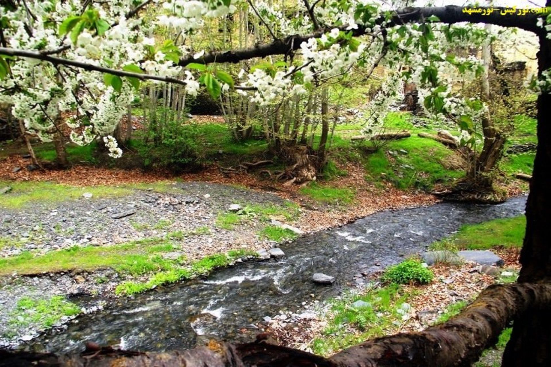 تور کیش-مشهد