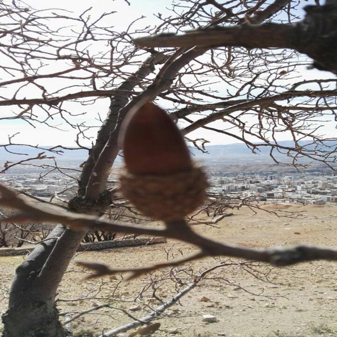 عکاسباشی