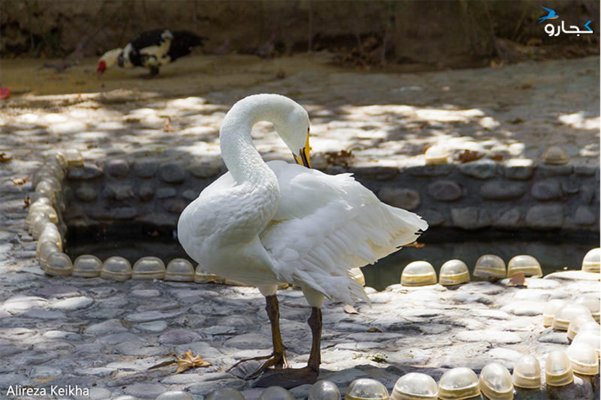 باغ پرندگان پارک ساعی