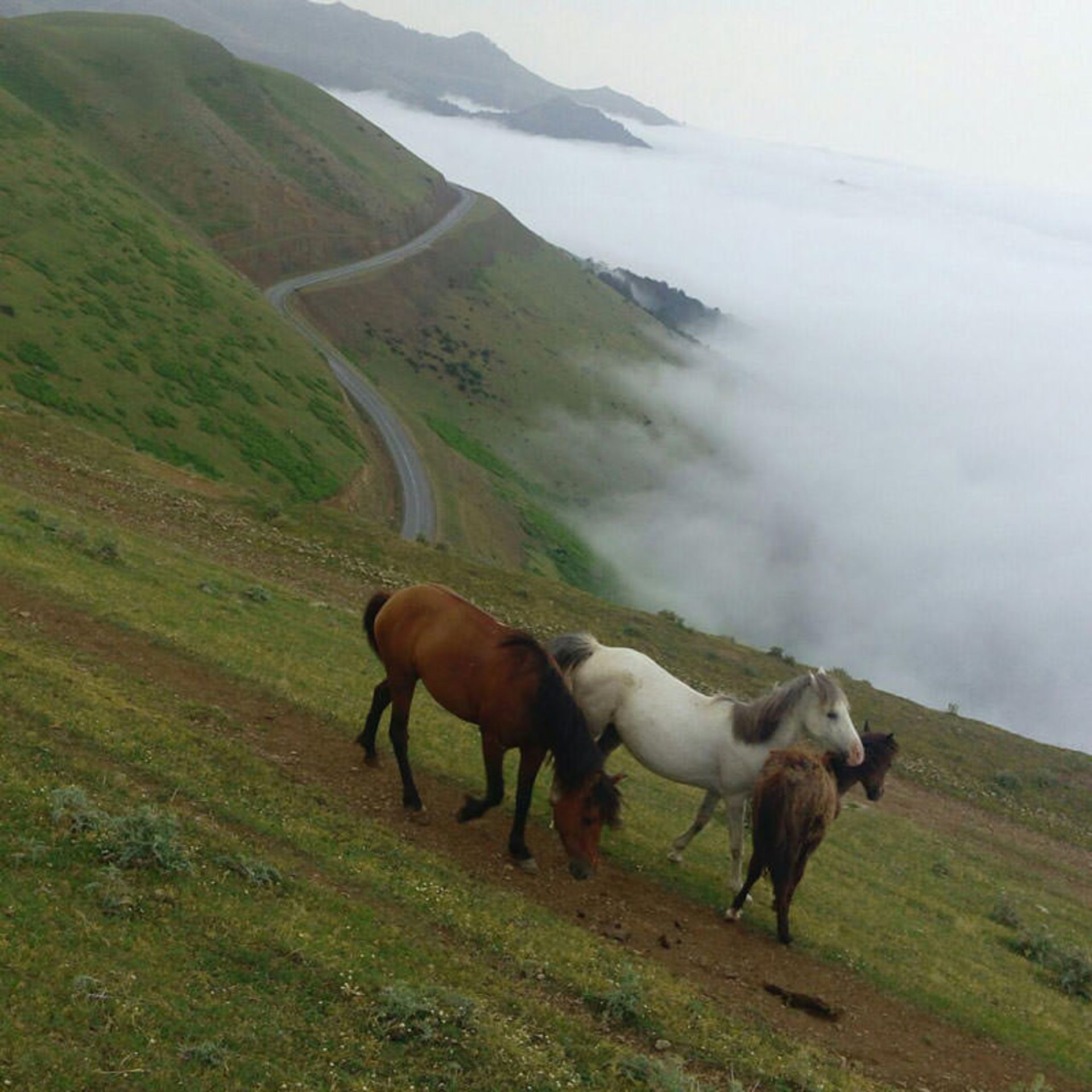 عکاسباشی