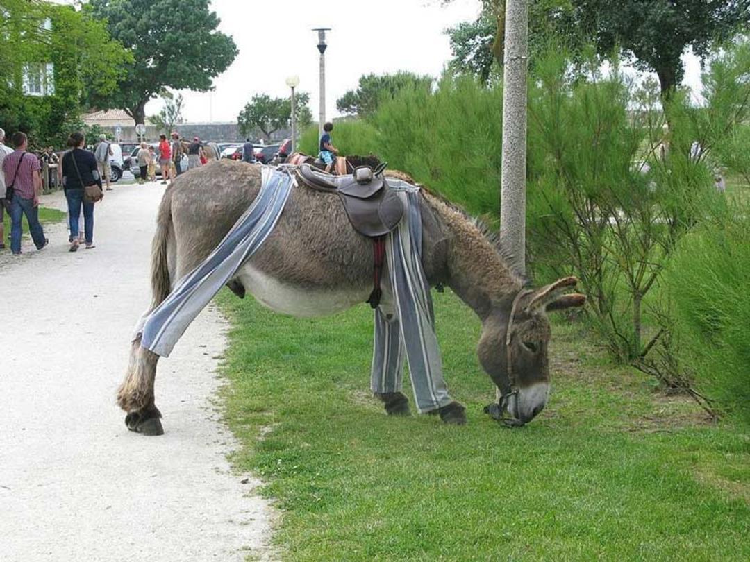 الاغ های پیژامه پوش