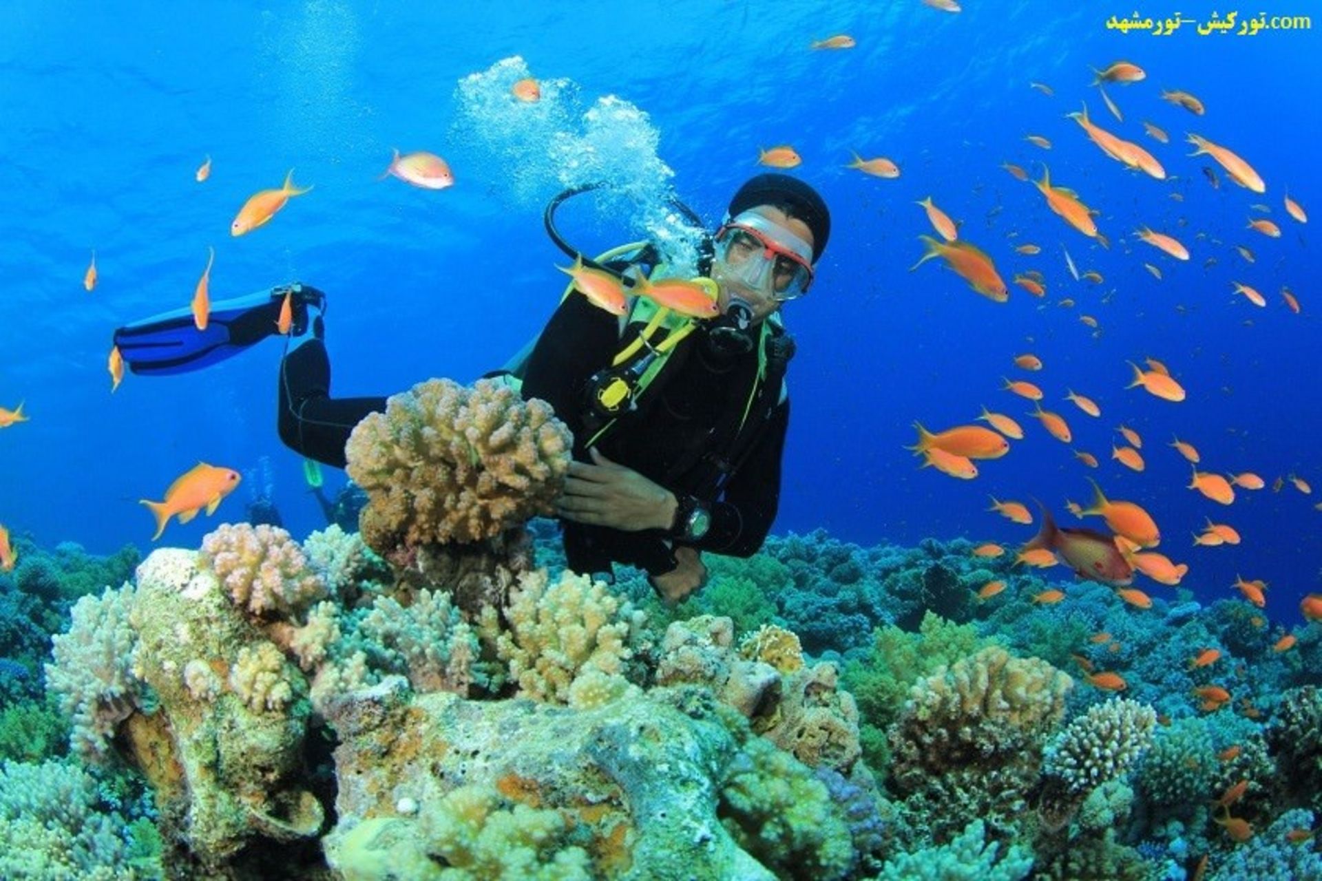 تور کیش-مشهد