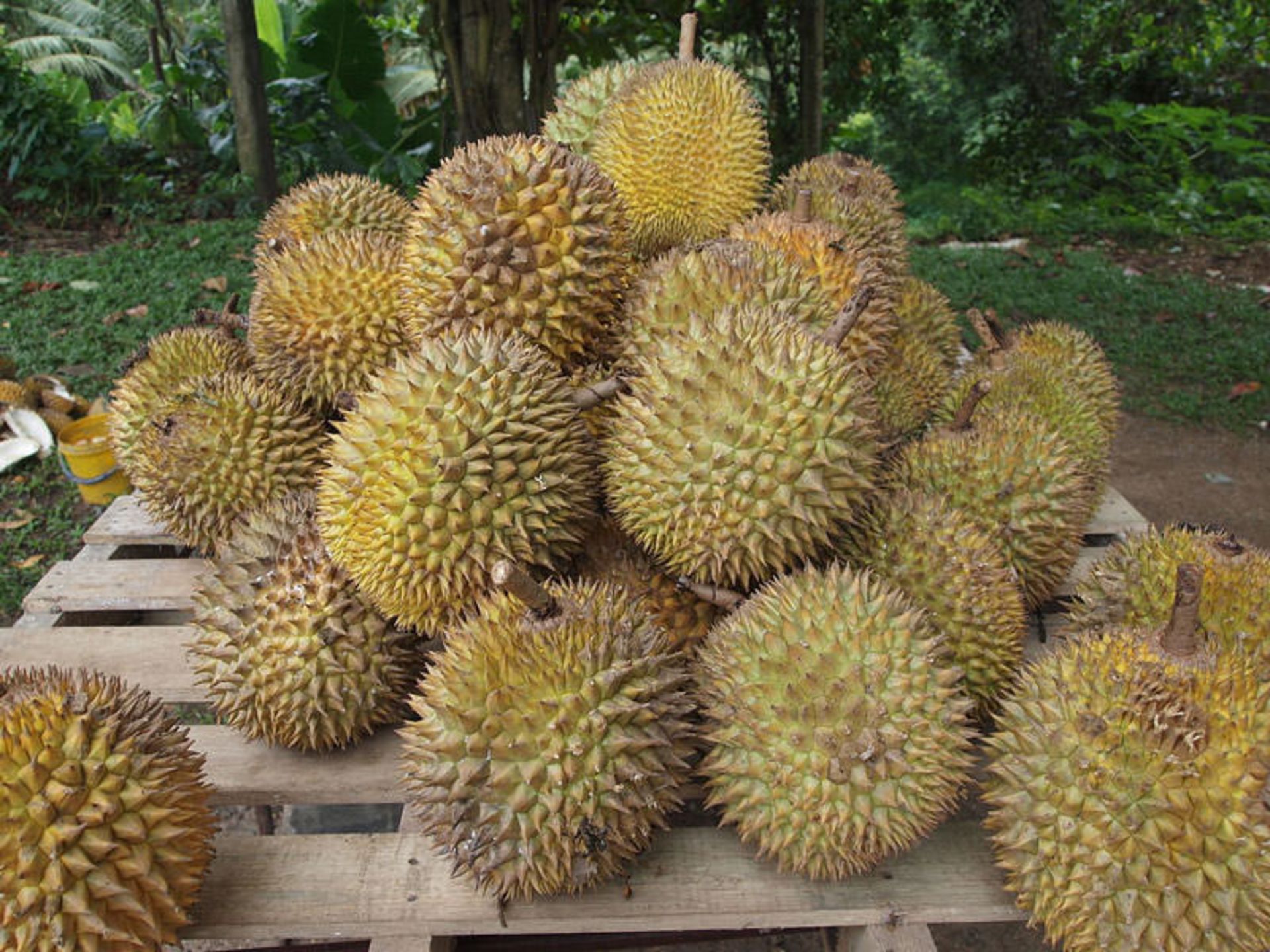 خارگیل