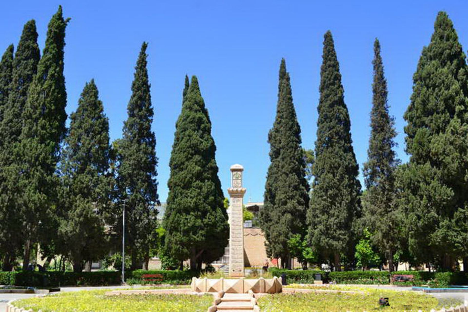 سرو شیراز