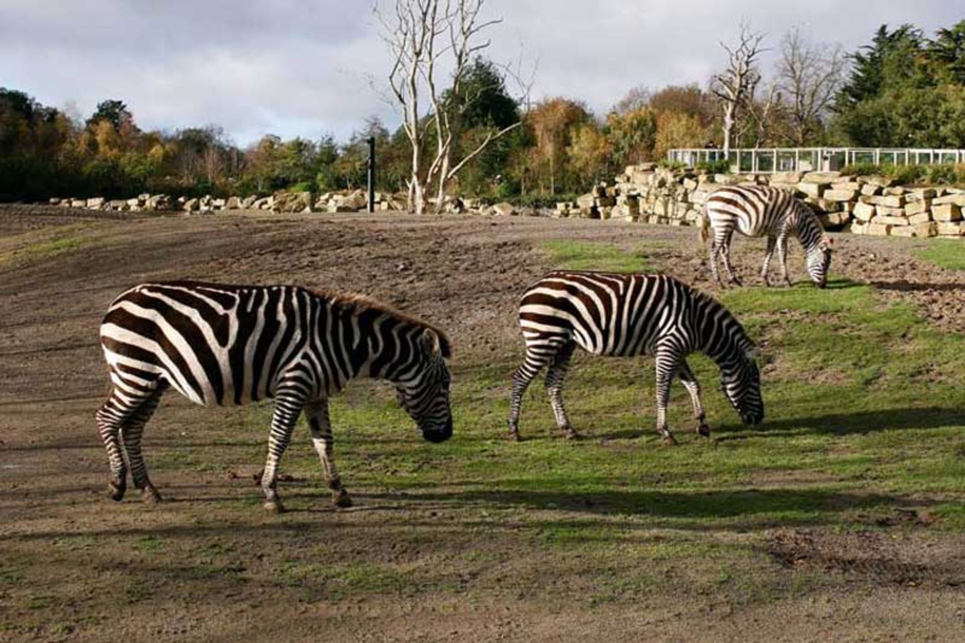 باغ وحش دوبلین (Dublin Zoo)