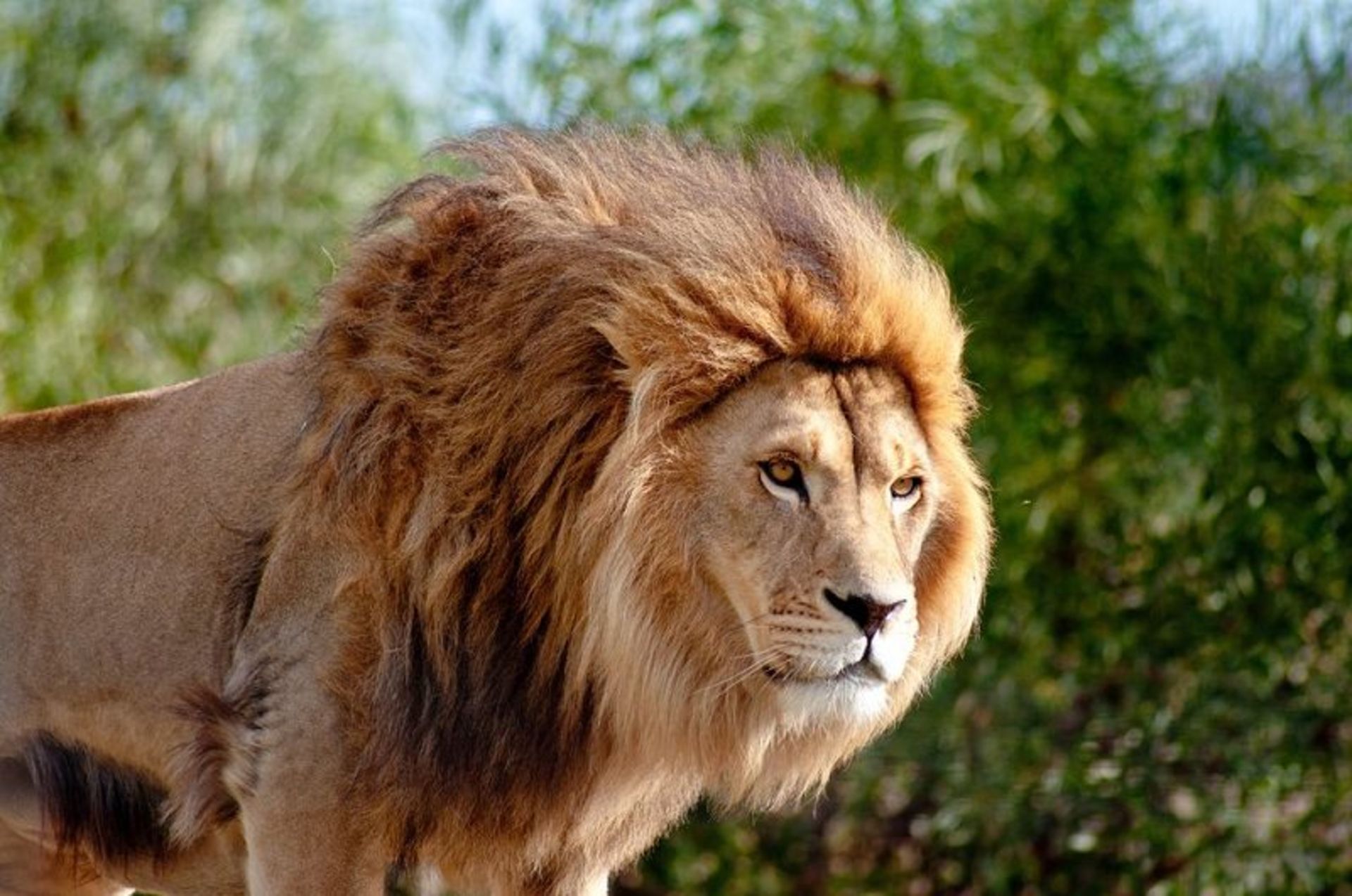 حیوانات سافاری آفریقا