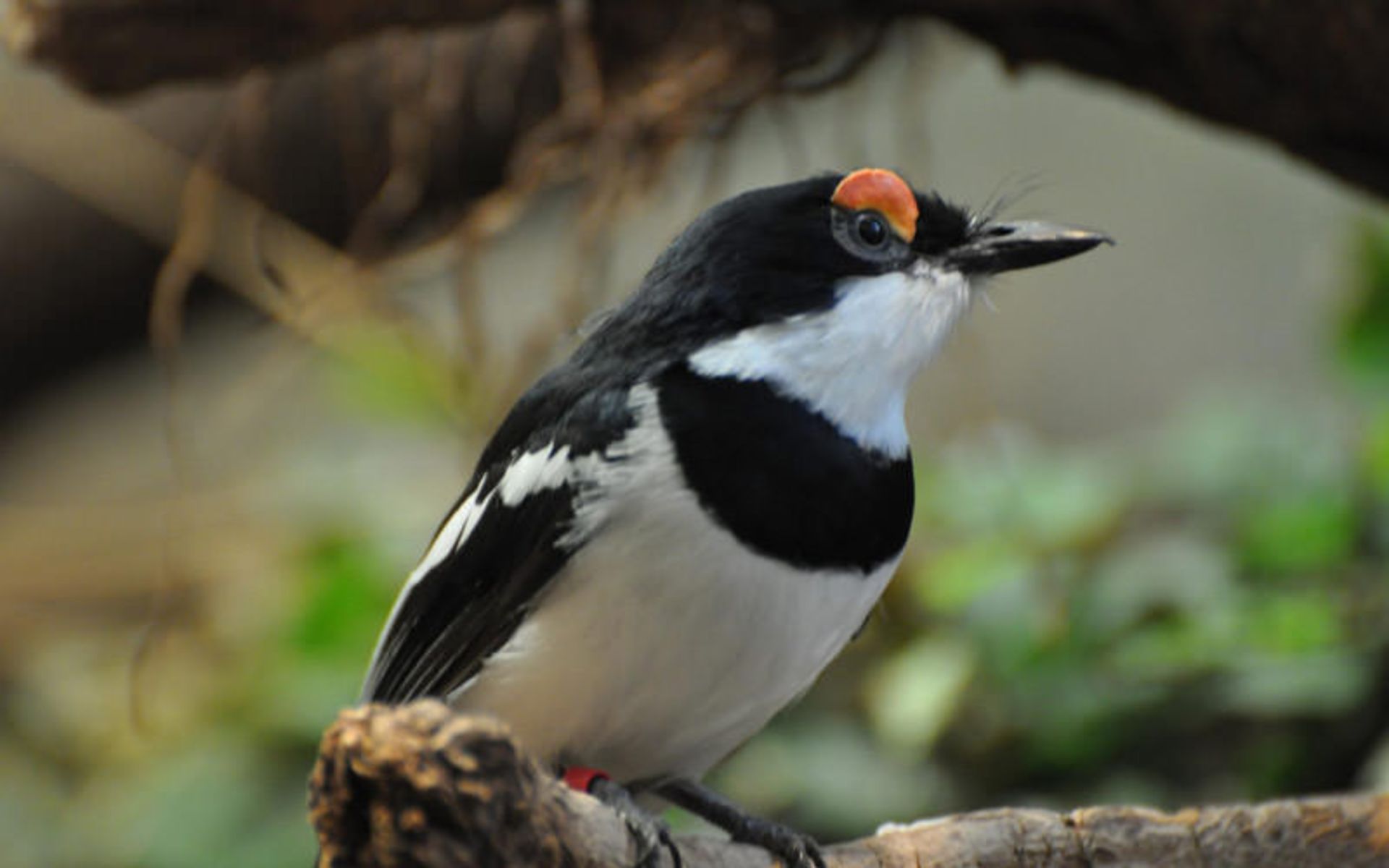 باغ‌وحش فرانکفورت (Frankfurt Zoological Garden)