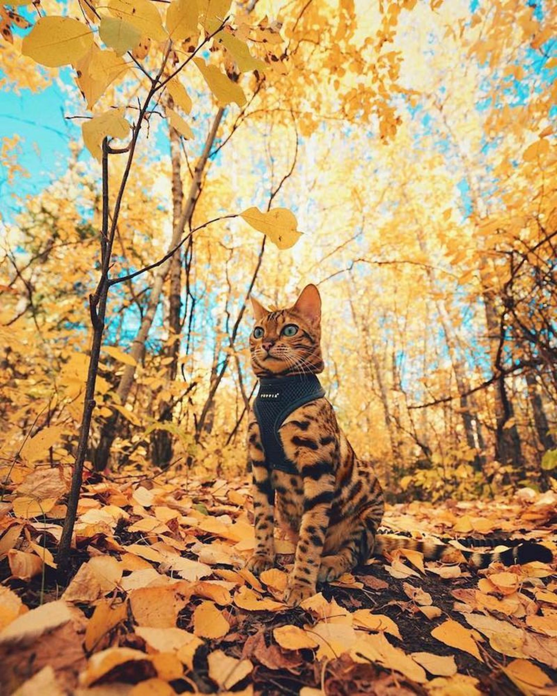 گربه بنگال