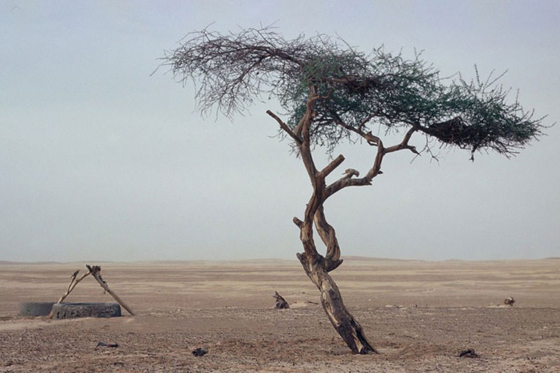 درخت تنره نیجر