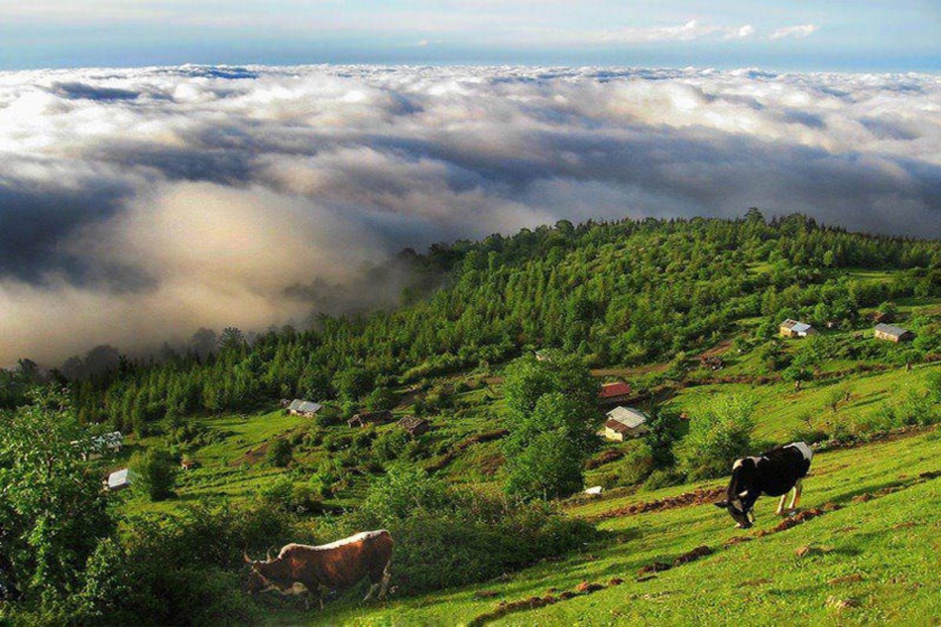 جنگلهای ارسباران