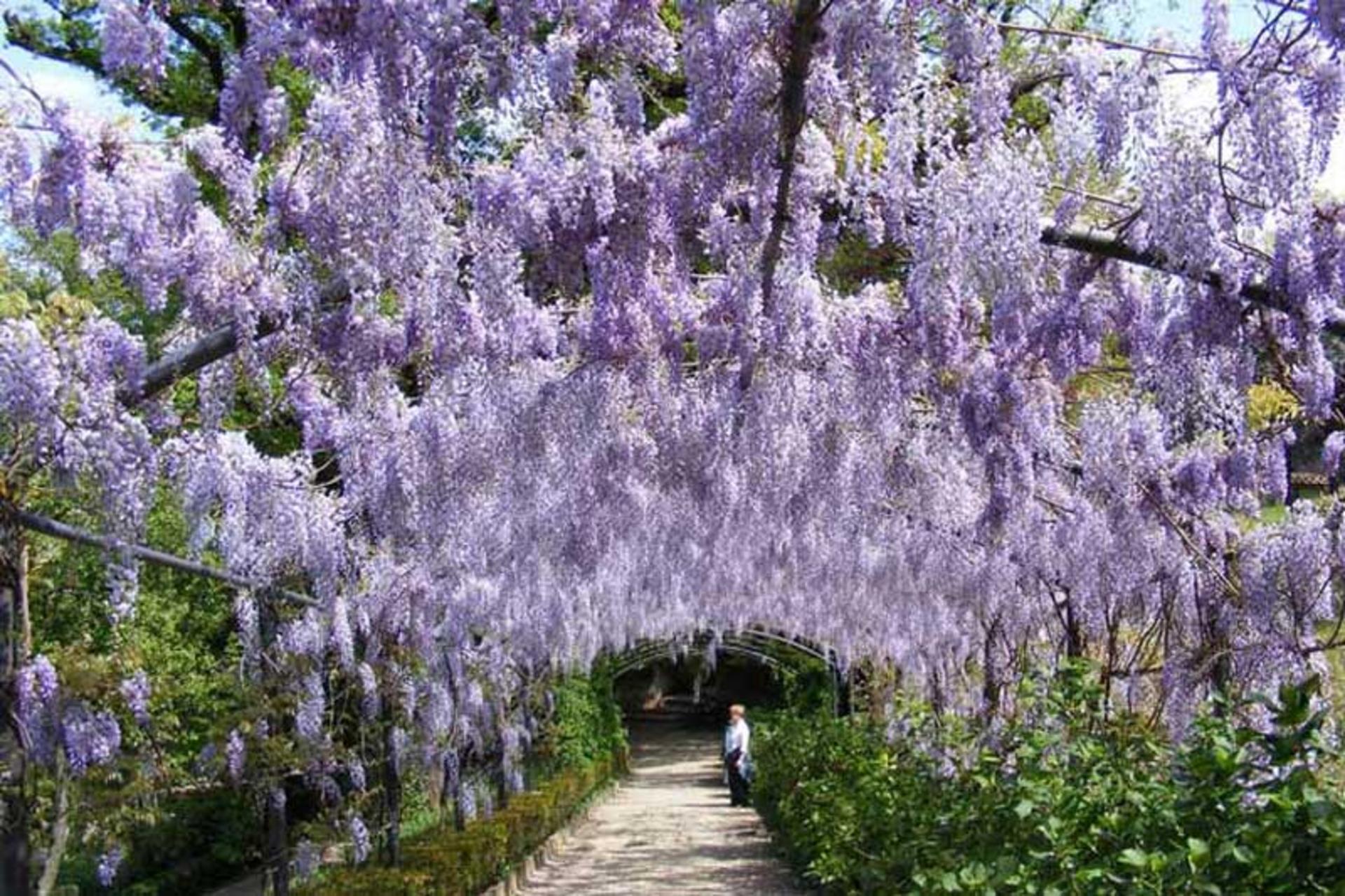 باغ‌های باردینی (Giardino Bardini)