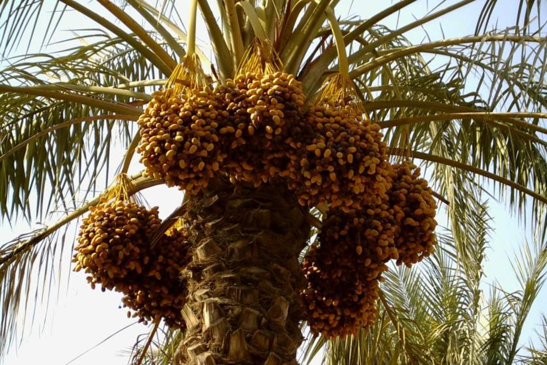 هرمزگان