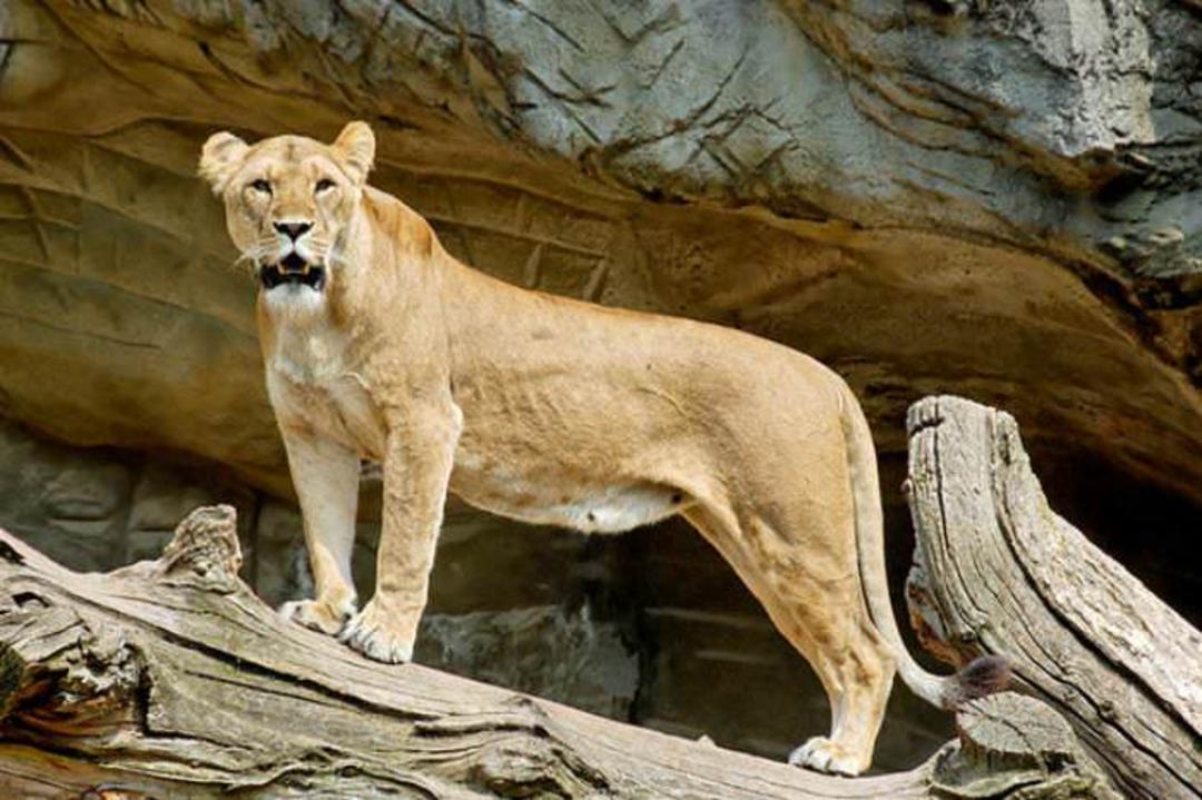 باغ وحش Tierpark Hagenbeck