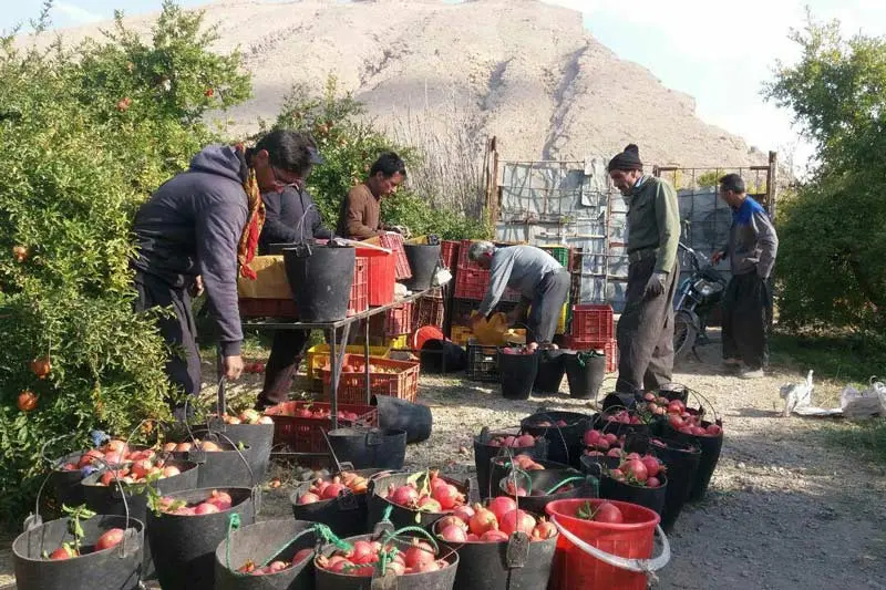 انارستان تنگ سیاب لرستان