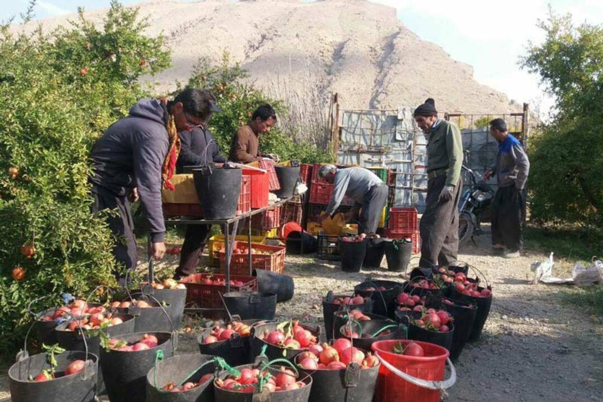 انارستان تنگ سیاب لرستان