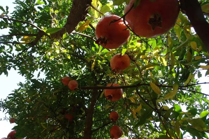 تنگ سیاب