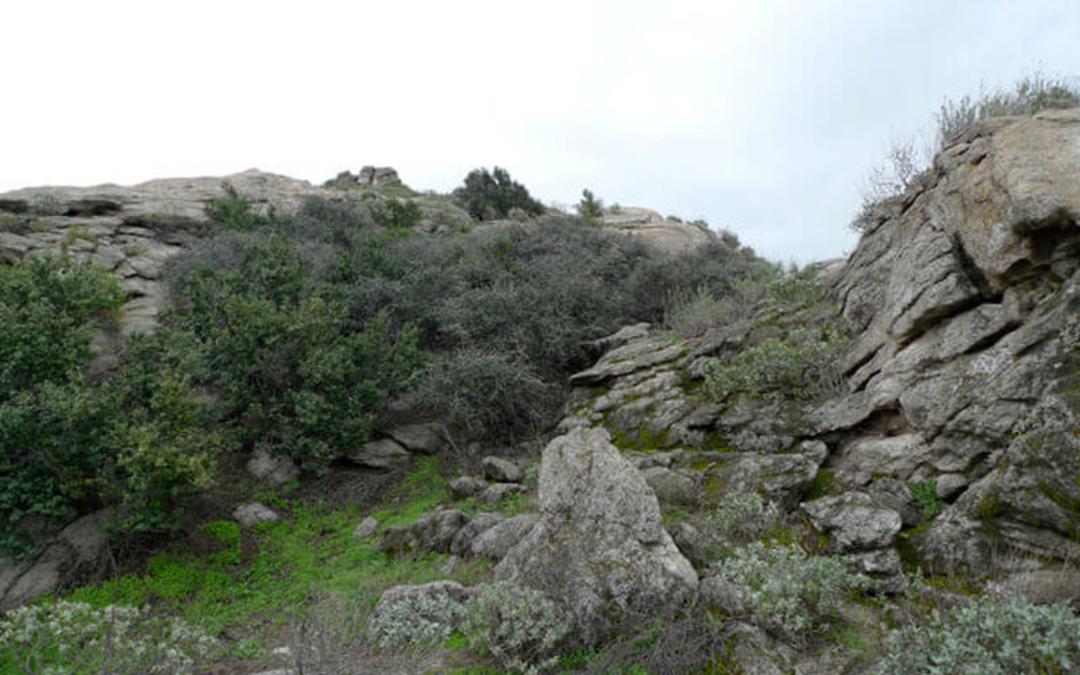 قدیمی ترین درخت های زنده دنیا 