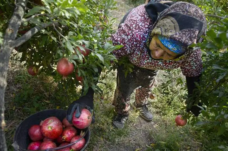 انارستان تنگ سیاب