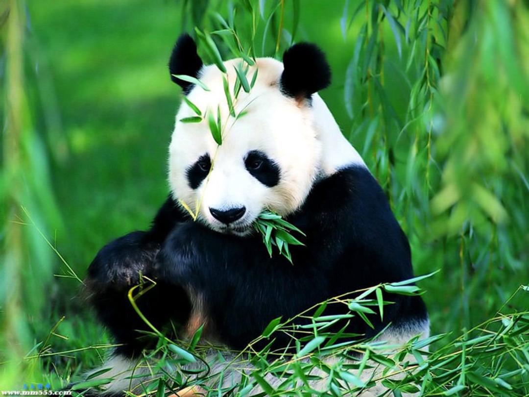 باغ وحش پکن (Beijing Zoo)