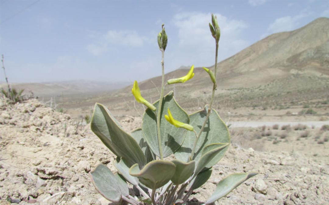 موزه تاریخ طبیعی دامغان